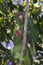 Vertical shot of red-masked parakeets (Psittacara erythrogenys) perched on a branch