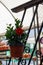 Vertical shot of red plumbago flower in brown pot