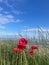 Vertical shot of red poppies growing on Morecambe Bay in Cumbria, England on a sunny day