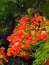 vertical shot of red Royal Poinciana flowers in a garden