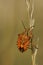 Vertical shot of the Red shield bug perched on a reed