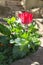 Vertical shot of a red tulip and green plants next to a cement terrace on a bright day