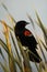 Vertical shot of a red-winged blackbird perched on grass