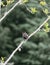 Vertical shot of a red winged blackbird perched on a tree branch