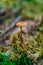 Vertical shot of a Rickenella fibula on the ground covered in mosses under the sunlight