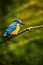 Vertical shot of a river kingfishers perched on a tree branch in a field