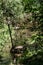 Vertical shot of a river running through woods