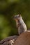 Vertical shot of a rock squirrel on the blurry background