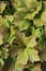 Vertical shot of Rodgersia Podophylla plant under the sunlight