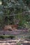 Vertical shot of a roe deer captured in Wildpark Schwarze Berge