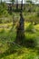 Vertical shot of rotten tree trunk with moss and grass on moorland