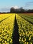 Vertical shot of rows of vibrant yellow tulip flowers in a field with sunny sky above