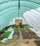 Vertical shot of the rows of young cabbage planted in the greenhouse