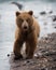 Vertical shot of a Russian brown bear near in a lake with blood-stained nose