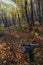 Vertical shot of a rustic wheelbarrow in the forest