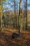 Vertical shot of a rustic wheelbarrow in the forest