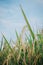 Vertical shot of a Rye stem in a field in Majalengka Regency, West Java, Indonesia