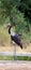 Vertical shot of a saddle-billed stork in the lake