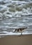 Vertical shot of a sanderling bird perched on a seashore