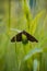 Vertical shot of a satyrus ferula on the grass under the sunlight with a blurry background