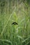 Vertical shot of a satyrus ferula on the grass under the sunlight with a blurry background