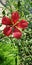 Vertical shot of a scarlet rosemallow flower found in the wilderness