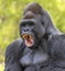 Vertical shot of a scary gorilla on a blurred background