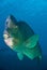 Vertical shot of a scary Green humphead parrotfish swimming in a blue water