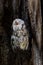 Vertical shot of a screech owl perched in a hollow hole in a tree trunk
