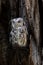 Vertical shot of a screech owl perched in a hollow hole in a tree trunk