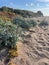 Vertical shot of Sea holly growing on Morecambe Bay in Cumbria, England on a sunny day