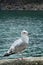 Vertical shot of a seagull seen from its right side. Tazones, Asturias