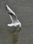 Vertical shot of a Seagull sinking into the water to find food