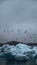 Vertical shot of seagulls flying over icebergs with a background of a dark sky