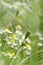 Vertical shot, selective focus.Spring green meadow. Camomile and seed heads of poppy in the green garden