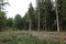 Vertical shot of semi deforested coniferous forest with giant trees
