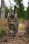 Vertical shot of a serious tabby cat walking in the forest while looking at the camera