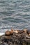 Vertical shot of several seals in front of the water