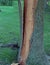 Vertical shot of shattered tree bark in a garden