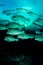 Vertical shot of a shoal of green humphead parrotfish swimming in an ocean water