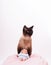 Vertical shot of a siamese cat and a toy on a pink baby towel on white background