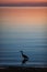 Vertical shot of the silhouette of a cormorant bird in the sea at sunset