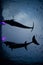 Vertical shot of a silhouette of dolphins swimming in the aquarium