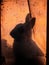 Vertical shot of a silhouette of a rabbit on an orange wall