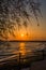 Vertical shot of silhouetted branches on a beach with the sunset in the background