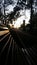 Vertical shot of a silhouetted road with trees and bench lighted by a little sunray