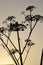 Vertical shot of silhouettes of hogweed plants covered by spider webs