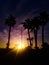 Vertical shot of silhouettes of palms and a sunset scene under the purple sky in the background