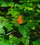 Vertical shot of a silver-washed fritillary on a green leaf