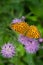 Vertical shot of a Silver-washed fritillary on knapweed in a field with a blurry background